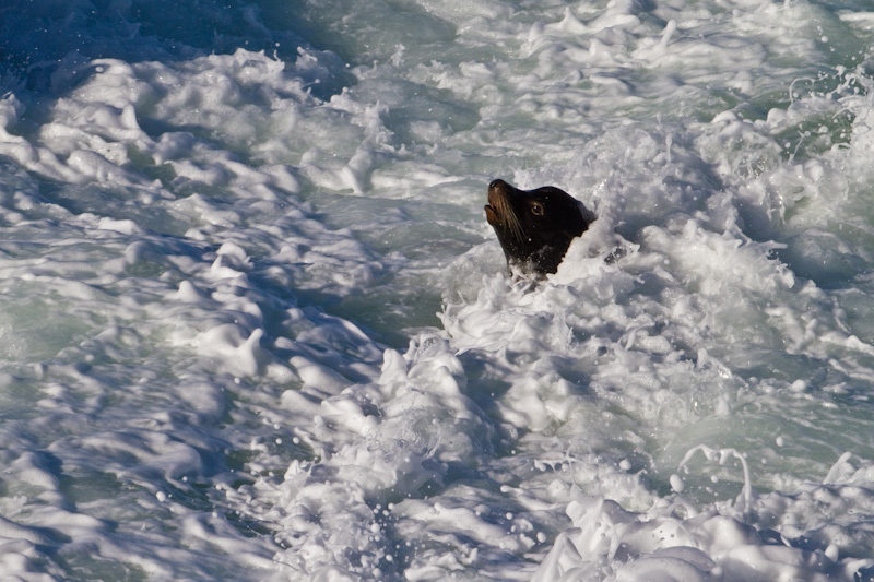 California Sea Lion In Surf